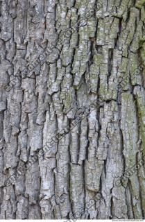 Tree Bark 0009